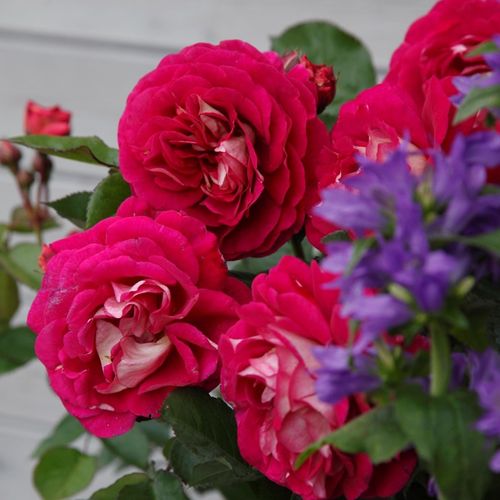 Rojo - amarillo - Árbol de Rosas Floribunda - rosal de pie alto- forma de corona tupida
